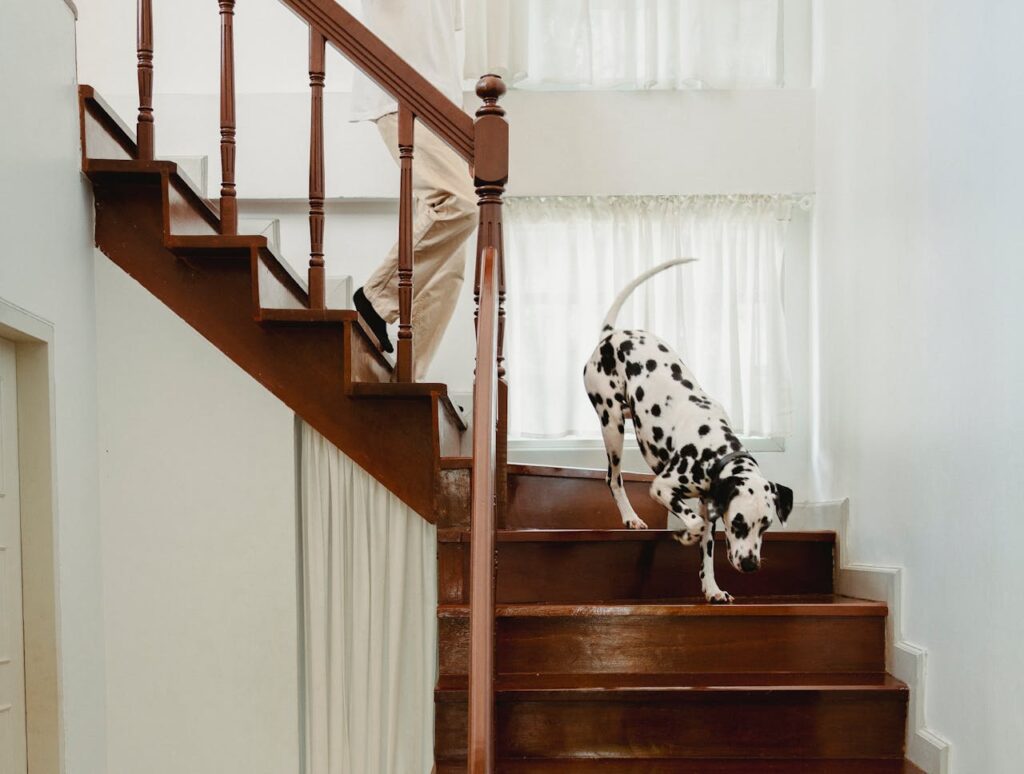 pet-friendly paint choices billings mt